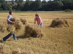 Stellen der gebundenen Weizenb&uuml;ndel