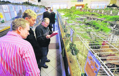 Geflügelschau Mehringen Geflügelschau Mehringen